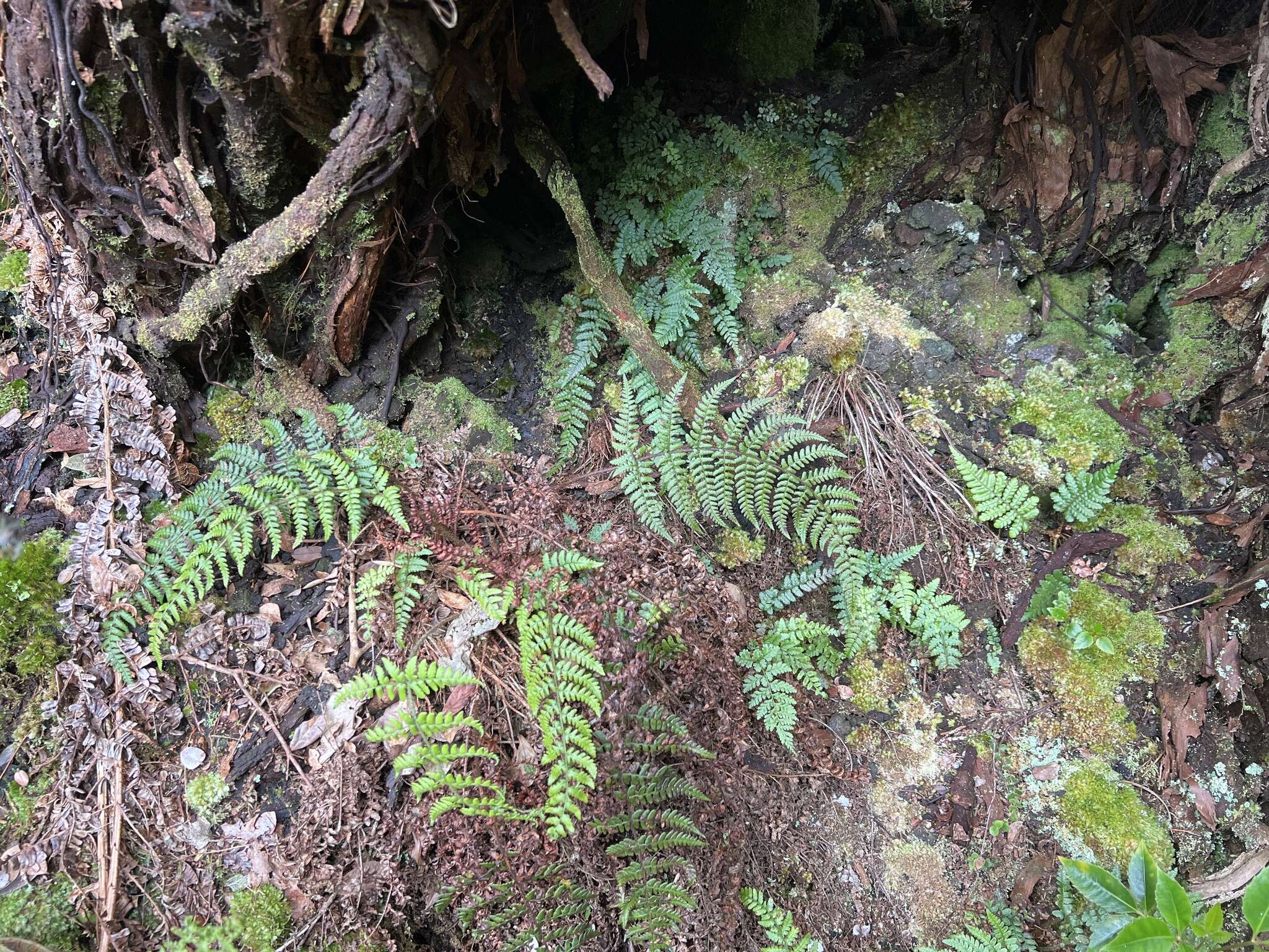 Imagem de Dryopteris crinalis (Hook. & Arn.) C. Chr.