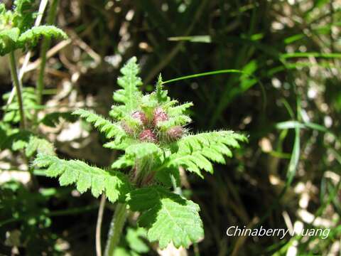 Image of Pedicularis transmorrisonensis Hayata