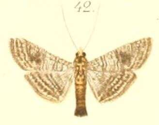 Imagem de Glyphodes pulverulentalis Hampson 1896