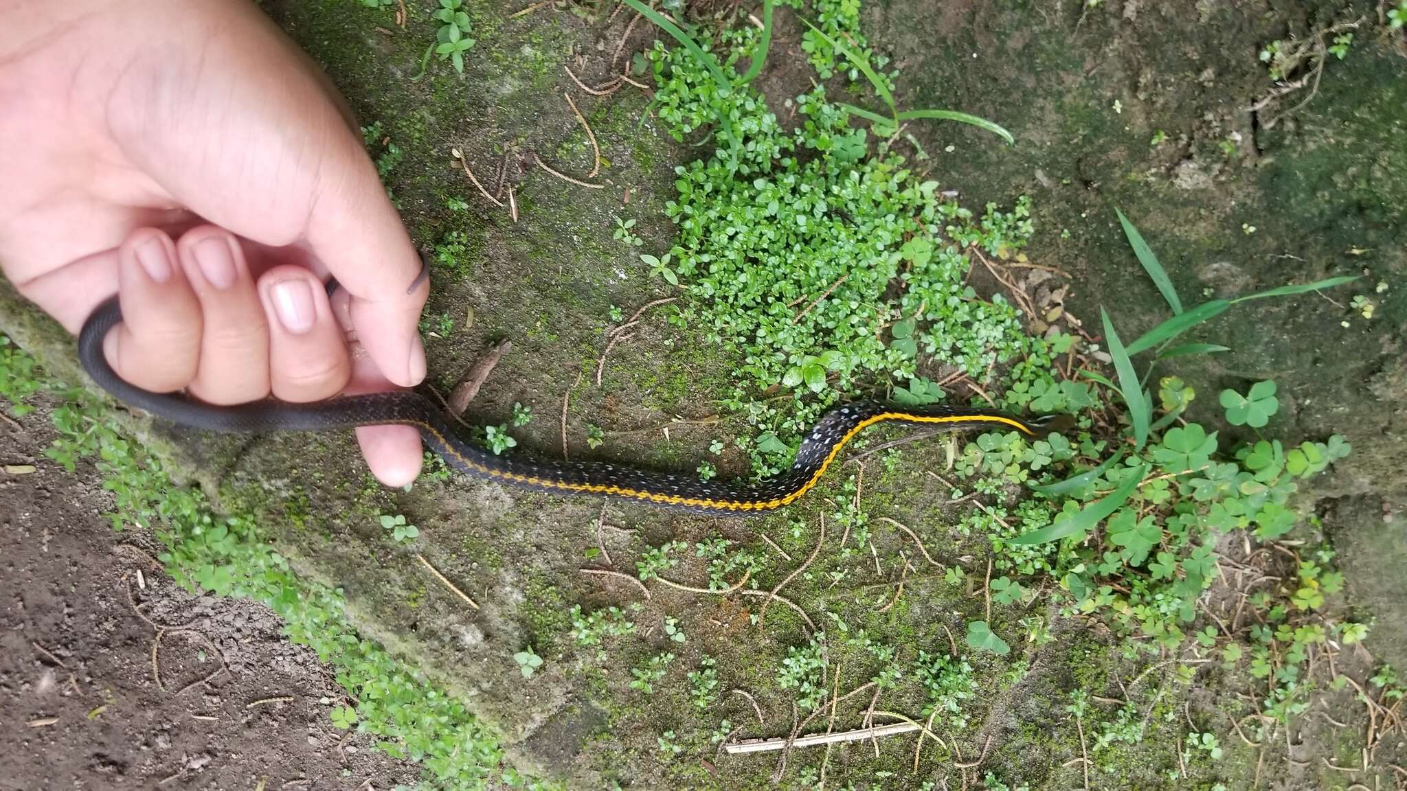 Image of Black Copper Rat Snake