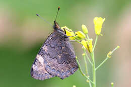 Image de <i>Aglais ladakensis</i>