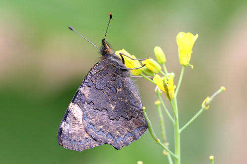 Image de <i>Aglais ladakensis</i>