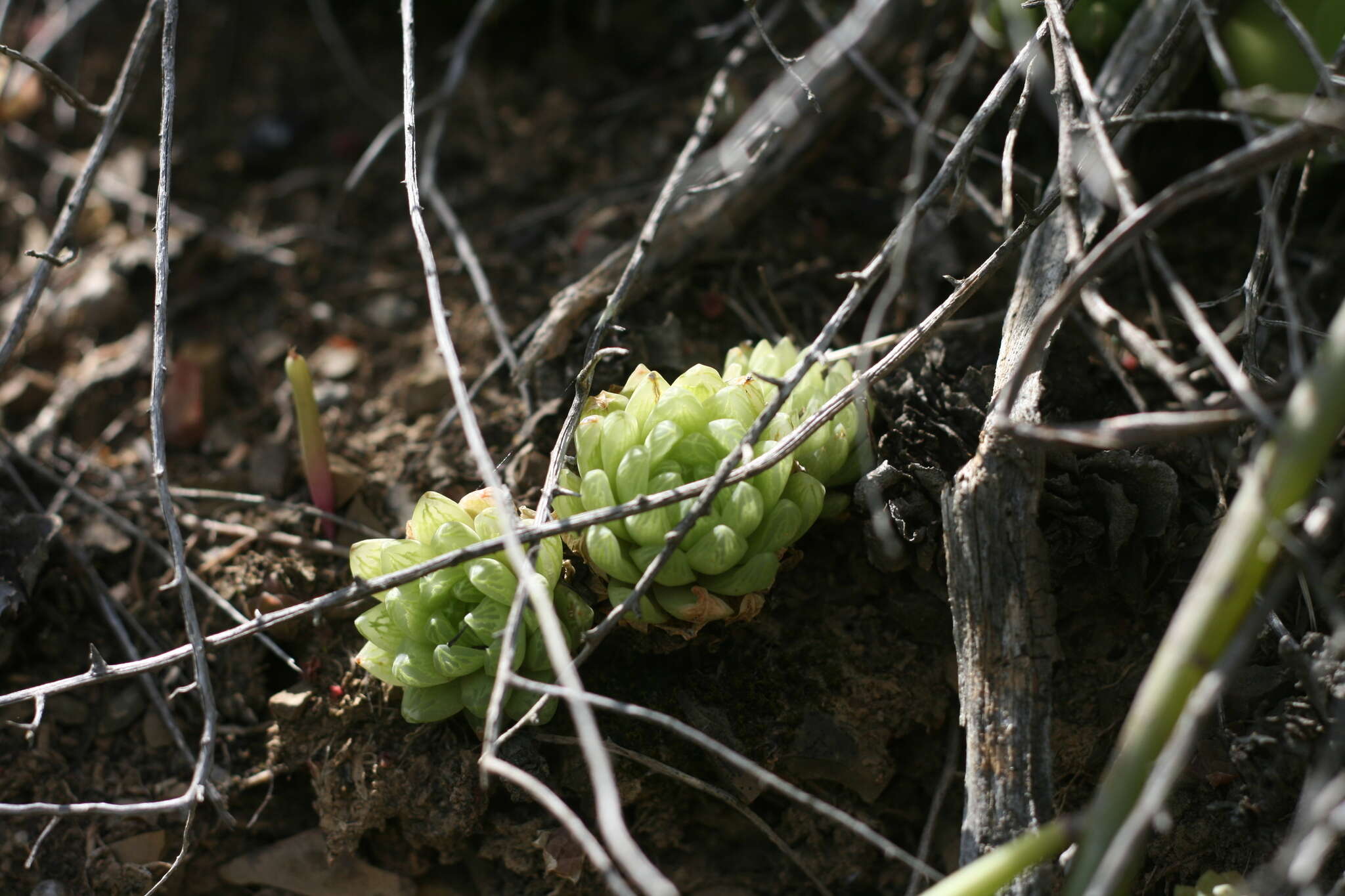 Image of Haworthia cymbiformis var. incurvula (Poelln.) M. B. Bayer