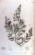 Image of Cystoseira C. Agardh 1820
