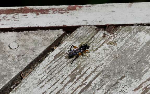 Image of Chalcosyrphus curvaria (Curran 1941)