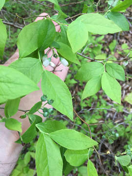 Image of Highbush blueberry