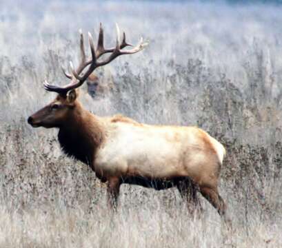 Image of Cervus canadensis nannodes