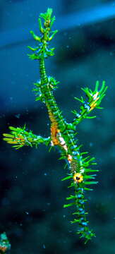 Image of Ornate ghost pipefish