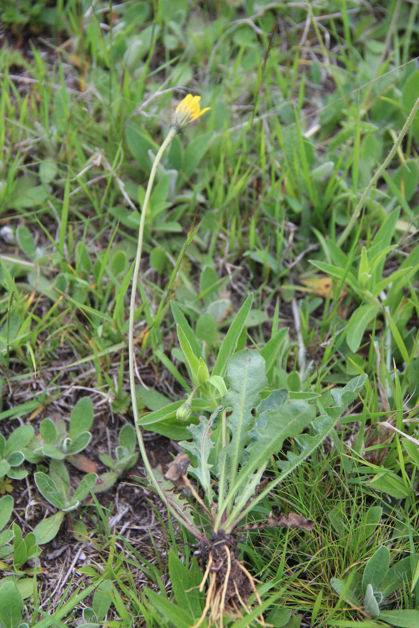 Image of Leontodon caucasicus (M. Bieb.) Fisch.