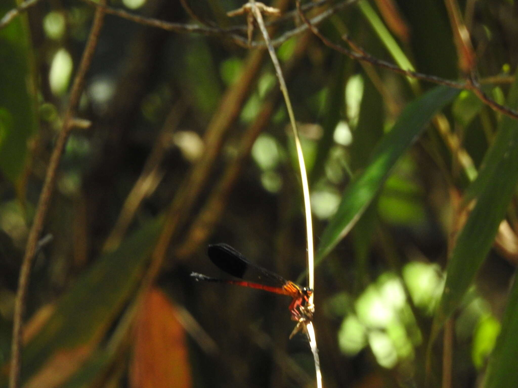 Image of Euphaea cardinalis (Fraser 1924)