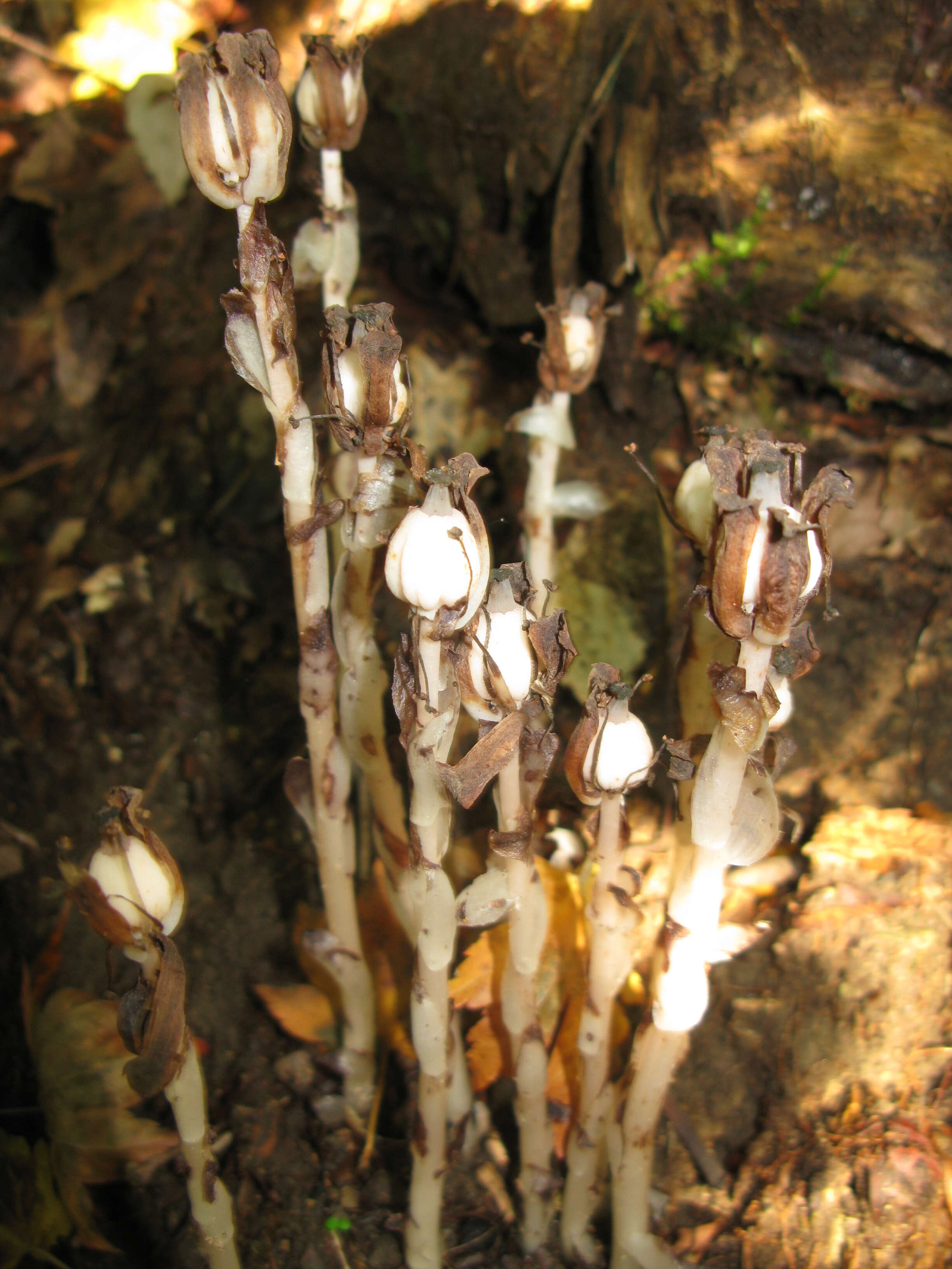 Image of Indian Pipe