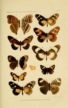 Image of Mycalesis kenia Rogenhofer 1891