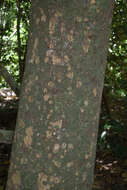 Image of Dysoxylum gaudichaudianum (Juss.) Miq.