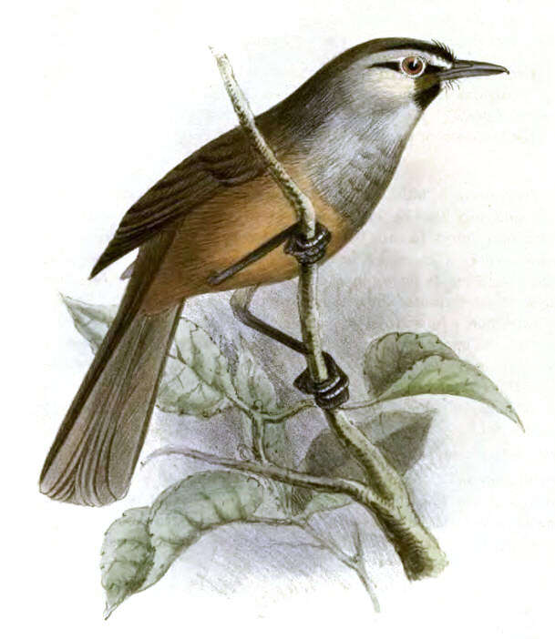 Image of Leiothrichidae