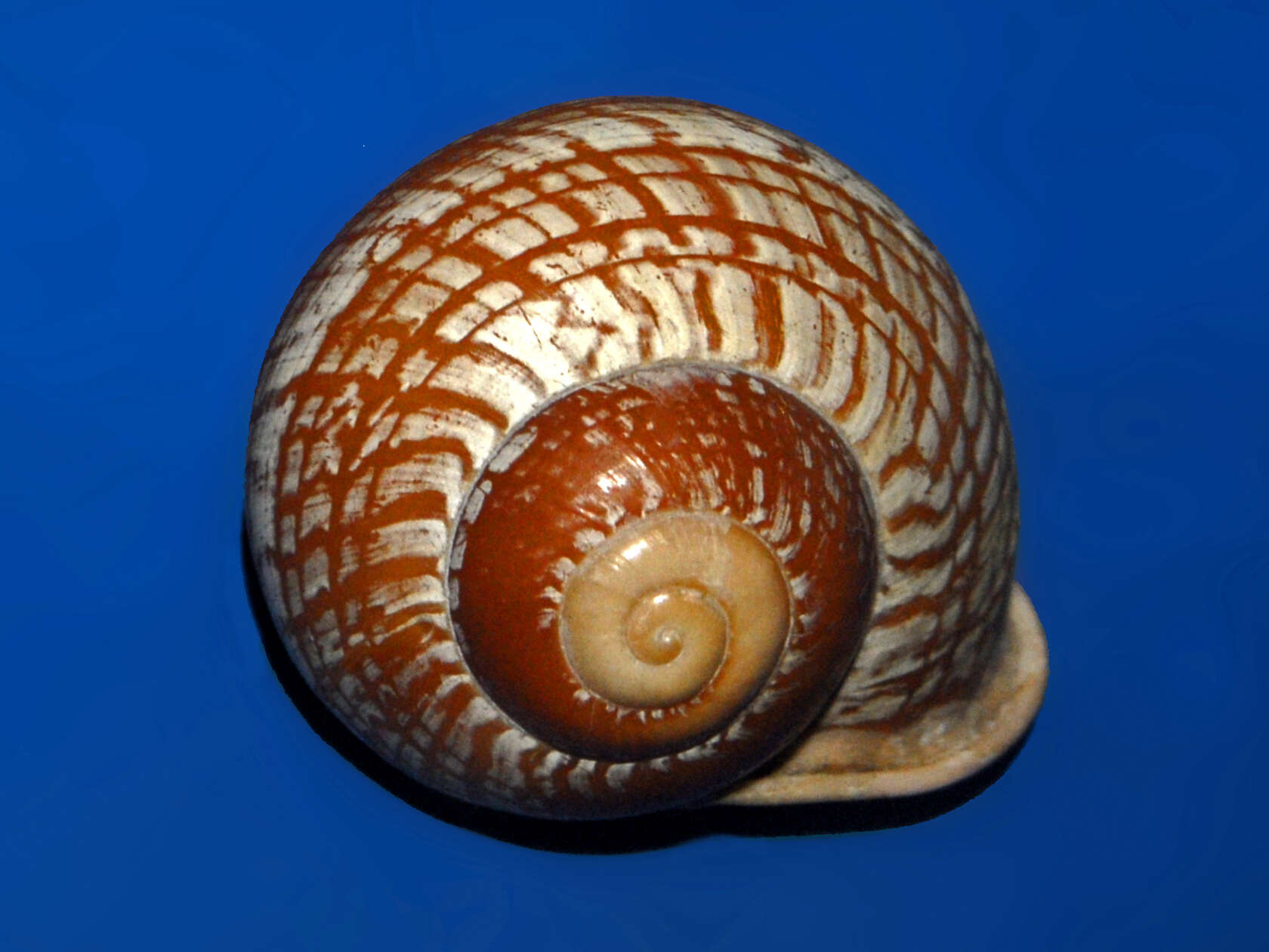 Image of Calocochlia pulcherrima