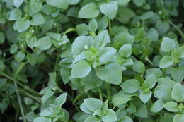 Image of common chickweed