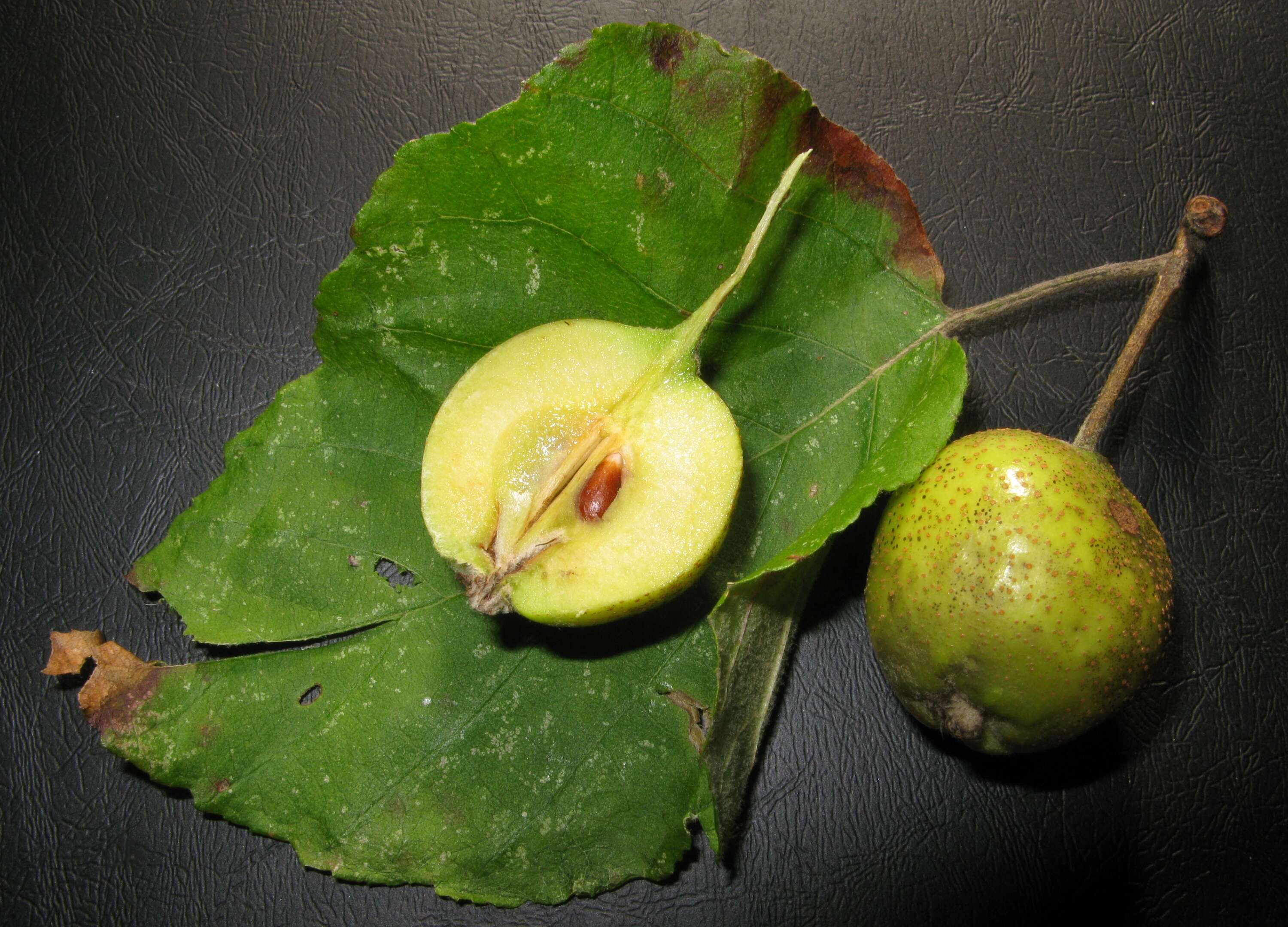 Plancia ëd Docyniopsis tschonoskii (Maxim.) Koidz.