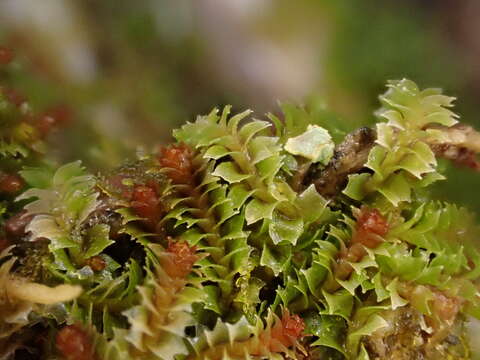 Image de Lophozia guttulata (Lindb. & Arnell) A. Evans