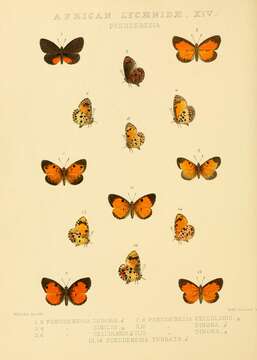 Image of Liptena similis (Kirby 1890)