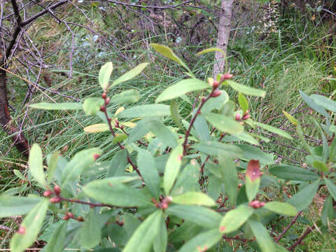 Image of Bog-myrtle