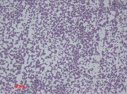 Image of Staphylococcus epidermidis