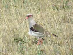 Image of Andean Lapwing