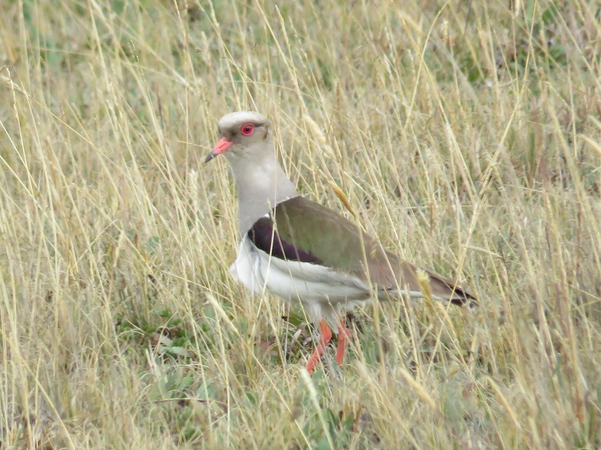 Image of Andean Lapwing