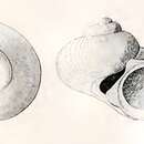 Image of Cirsonella weldii (Tenison Woods 1877)