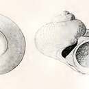 Слика од Cirsonella weldii (Tenison Woods 1877)