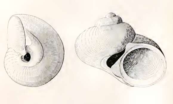 Image of Cirsonella weldii (Tenison Woods 1877)