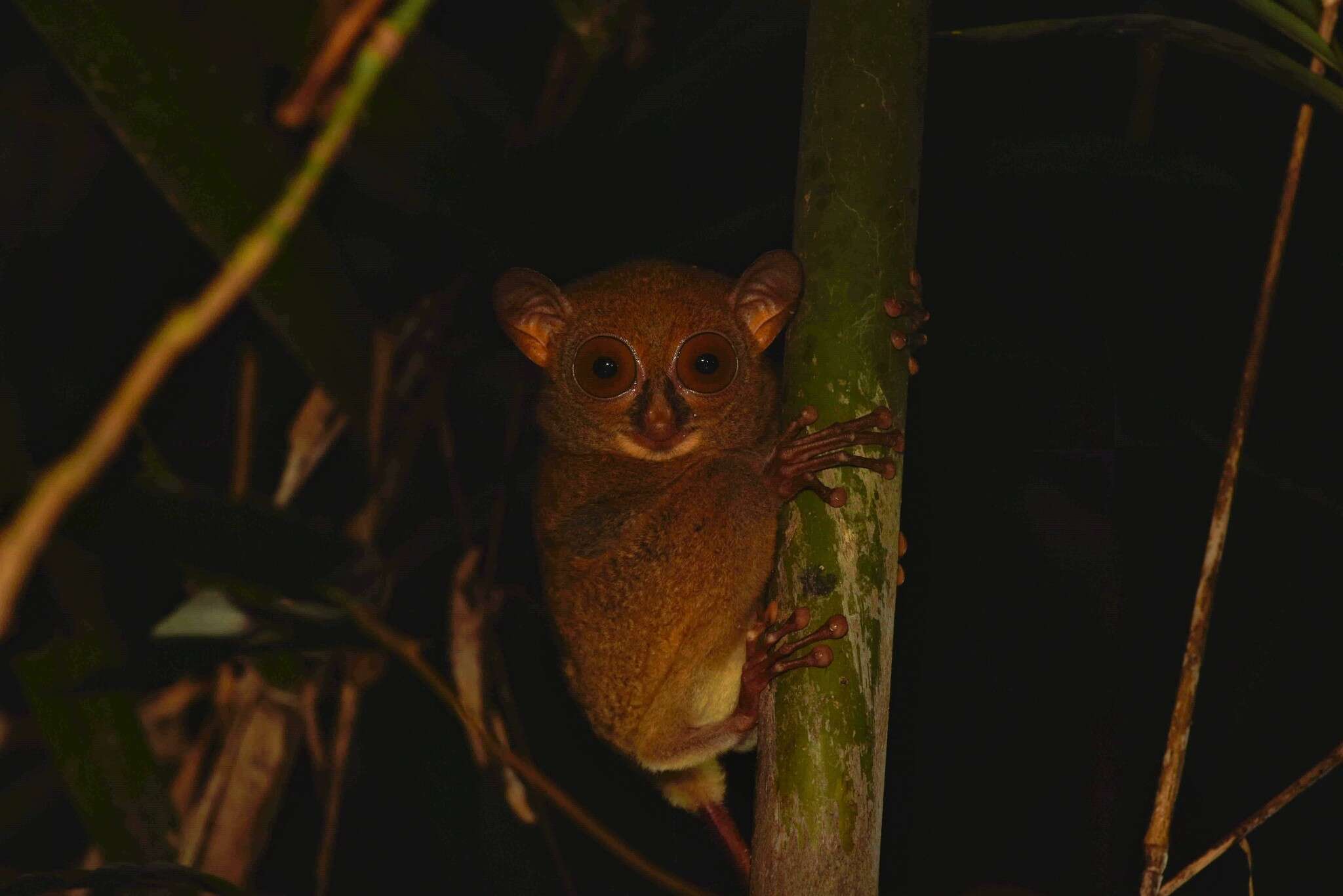 Image of Bornean tarsier