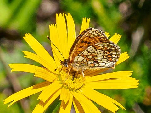 Image de Melitaea britomartis Assmann 1847