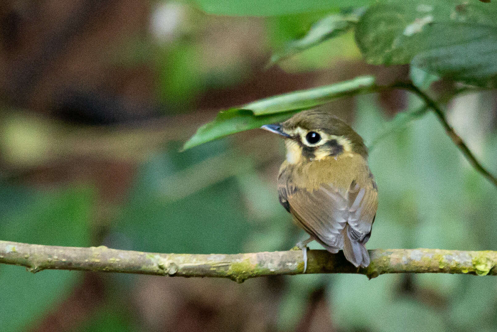 Image of White-throated Spadebill