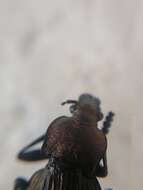 Imagem de Carabus (Tachypus) cancellatus Illiger 1798