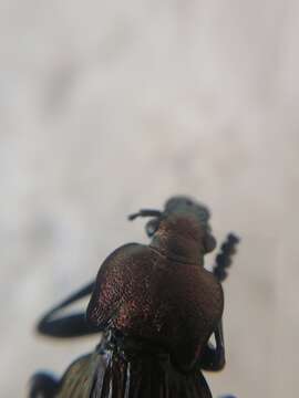 Image of immigrant sausage ground beetle