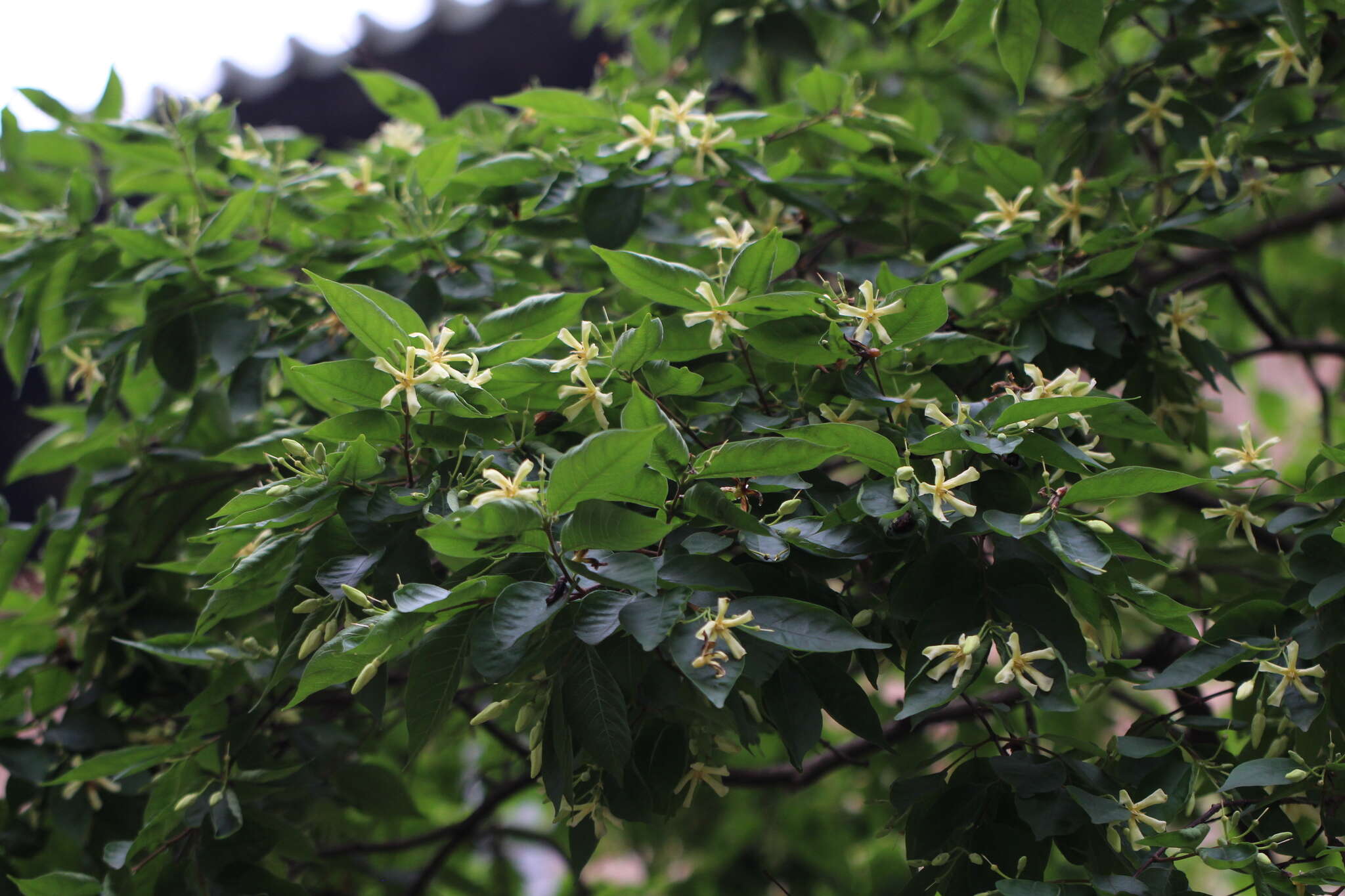 Image of Wrightia pubescens R. Br.