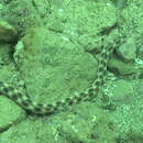 Image of Tiger Snake Eel