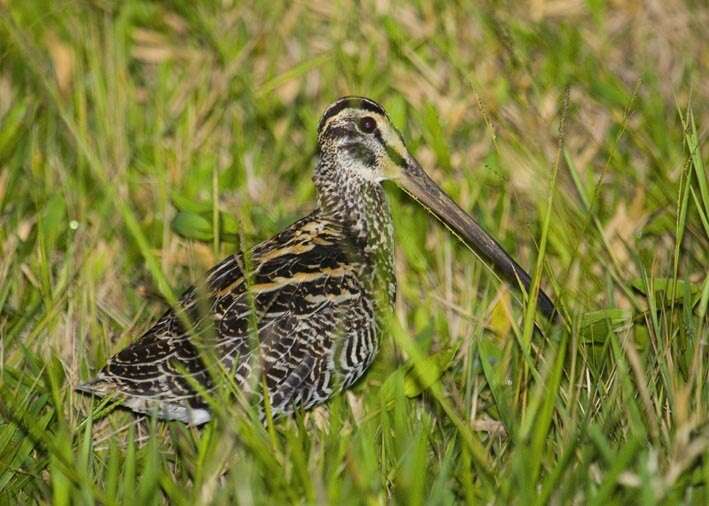 Gallinago undulata (Boddaert 1783)的圖片