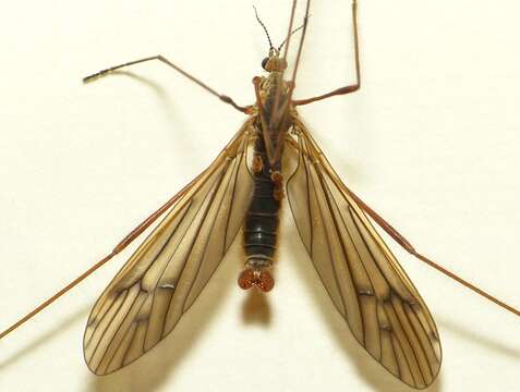 Image of Crane fly