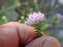 Image of Agathosma juniperifolia Bartl.