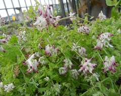 Image of white ramping fumitory