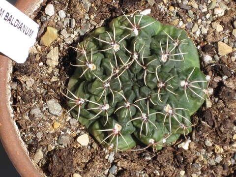 Image of Gymnocalycium baldianum (Speg.) Speg.