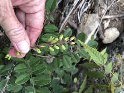 Image of Roemer's Indigo-Bush