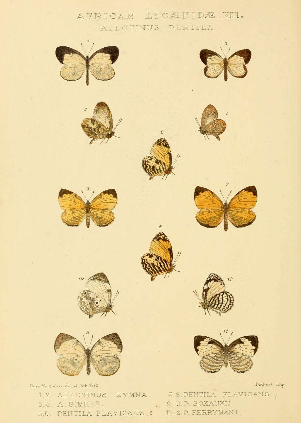 Image of Larinopoda tera (Hewitson 1873)