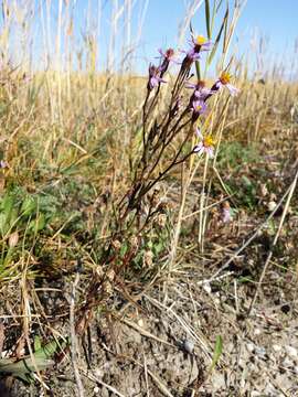 Image of sea aster