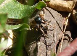 Image of Habronattus captiosus (Gertsch 1934)