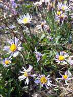 Image of sea aster