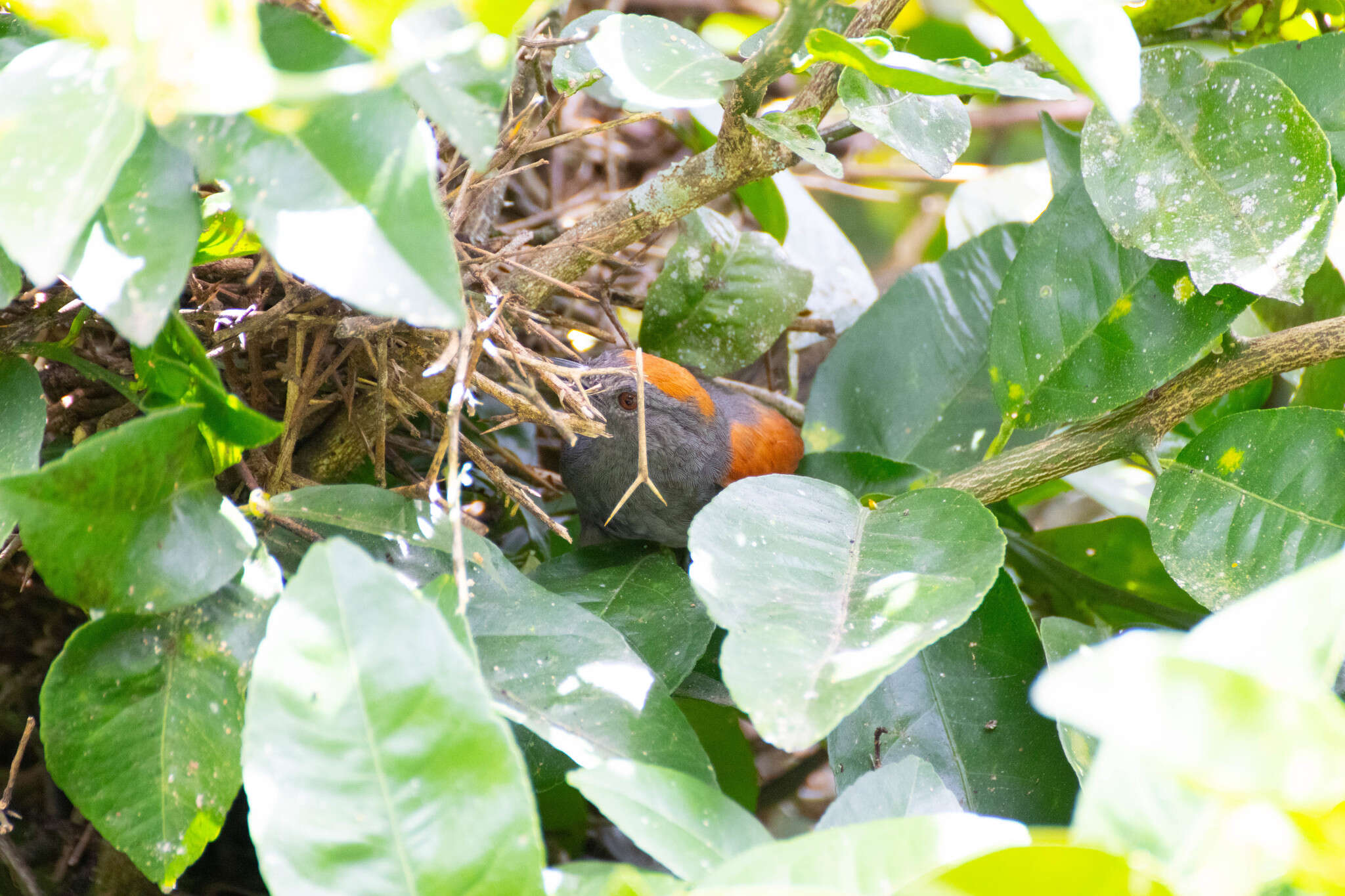 Image of Slaty Spinetail