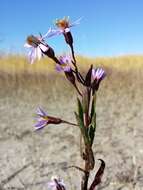 Image of sea aster