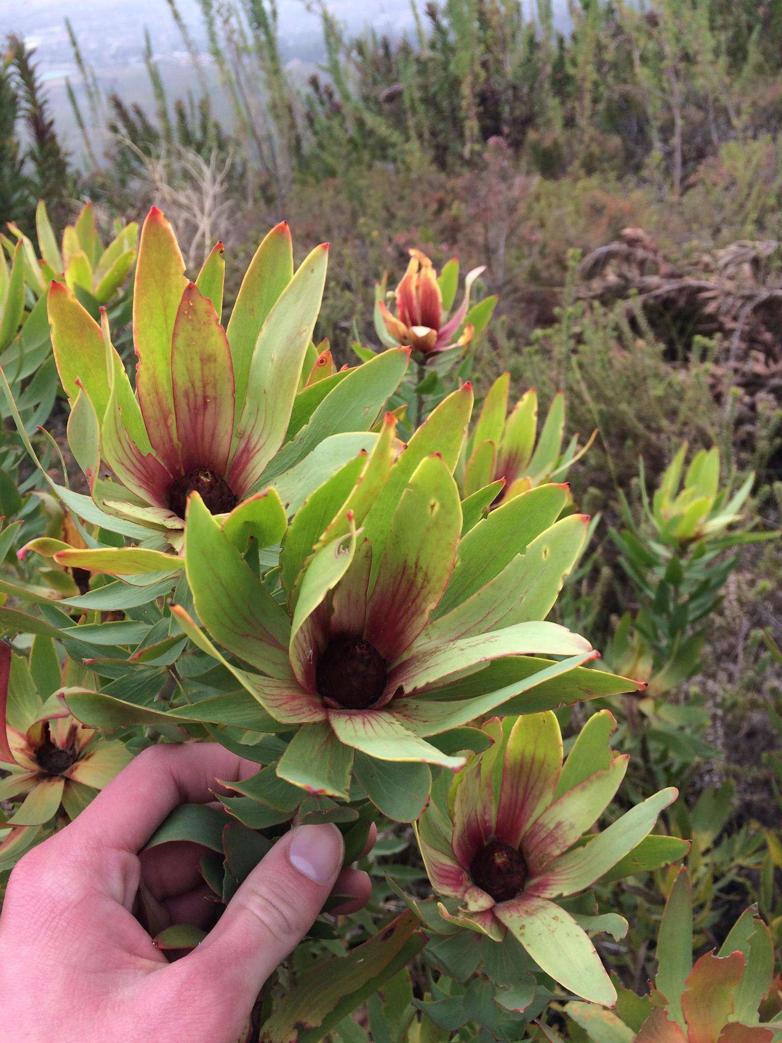 Image de Leucadendron sessile R. Br.